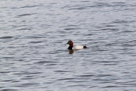 Missing Picture